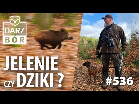 Darz Bór odc 536  Jelenie i dziki na koniec marca!