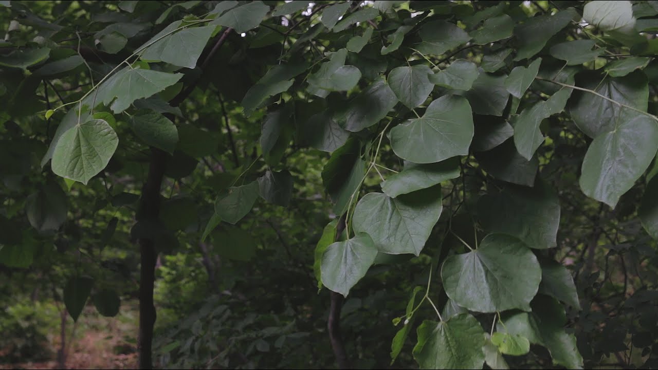 Объектив Canon EF 35mm f/2 IS USM