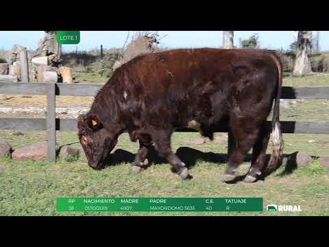 Filmaciones 2020 - Ejemplo Shorthorn