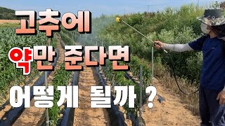 고추에 약만 준다면 ? 고추도 영양제가 필요하다
