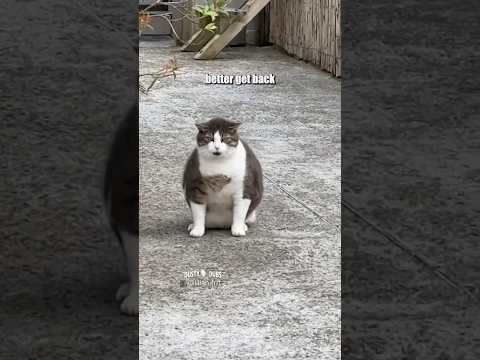 bout to be all on the floor y’all 🦗🦟🦗🦟🦗🦟 🎥: lilian.frrt (TT) #shorts