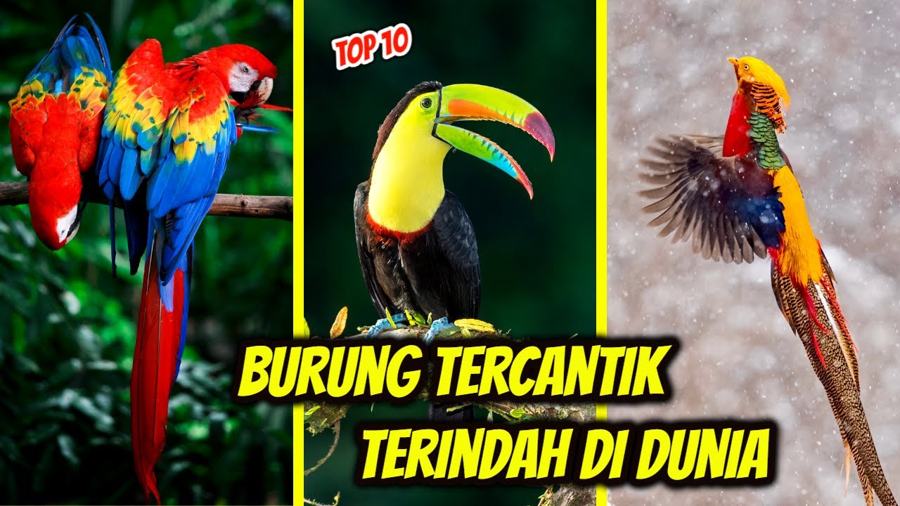 Top 10 Burung Tercantik dan Terindah di Dunia