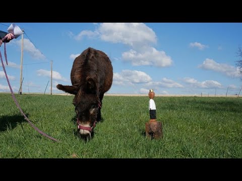 Wenn ein König auf einen Esel trifft