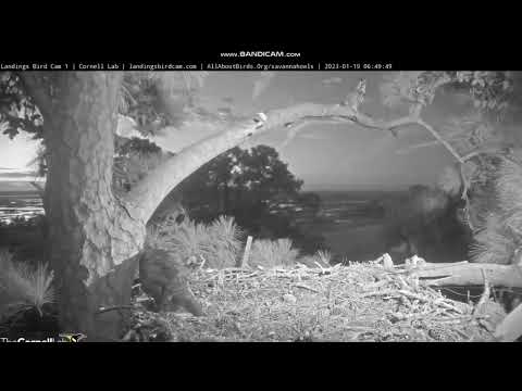 Great Horned Owl, Savannah, GA, Cam 1, 19 January 2023🦉🦉