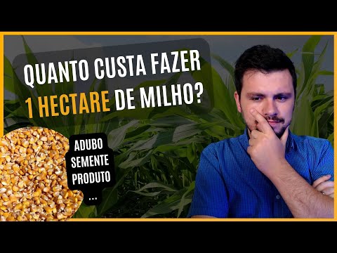 Quanto custa fazer 1 HA de MILHO? Qual é o retorno potencial da produção?