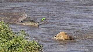 Leão é atacado por crocodilo durante travessia!!!