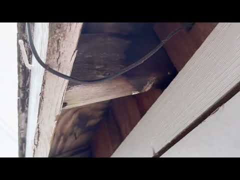 Shed Get Destroyed by Carpenter Bees in Avon By The Sea, NJ