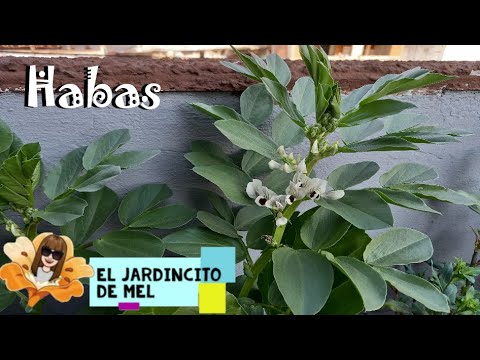 Habas 💚 Cultivo y cuidados