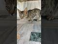 Cat Cat Sound Cat Aawaz Cat Aawaj Billi Ki Aawaz Billi Aawaj Billi Sound Billi Shorts