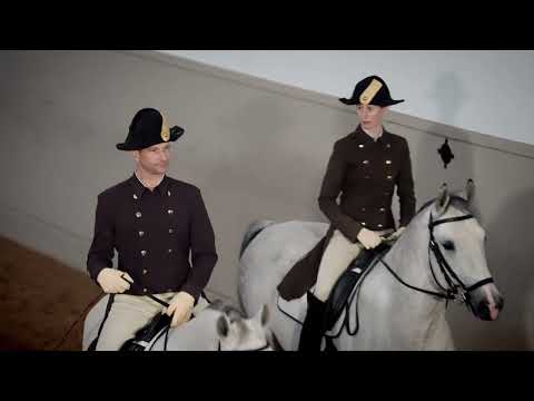Morgenarbeit der Lipizzaner - was Sie beim täglichen Training unserer Lipizzanerhengste erwartet