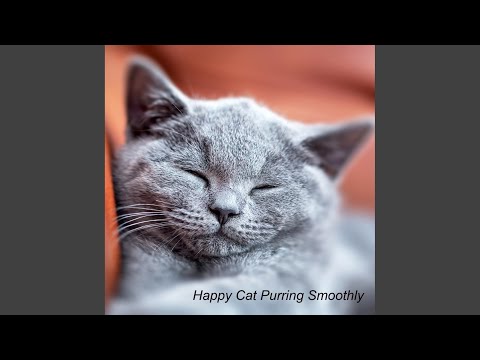 Happy Cat Purring Smoothly