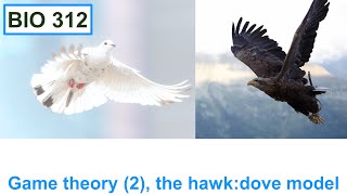 Game theory (2), the hawk:dove model.