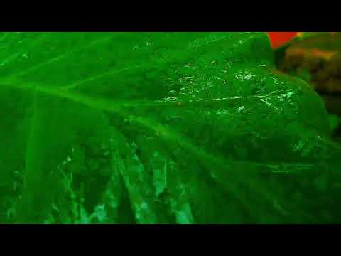 Village nature 😍😍#bd #foryou #trending