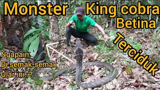 Download lagu CHASED BY A KING COBRA MONSTER IN A RUBBER PLANTATION, TURNS OUT HE'S HERE... mp3