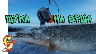 Ловля зимой щуки на ерша