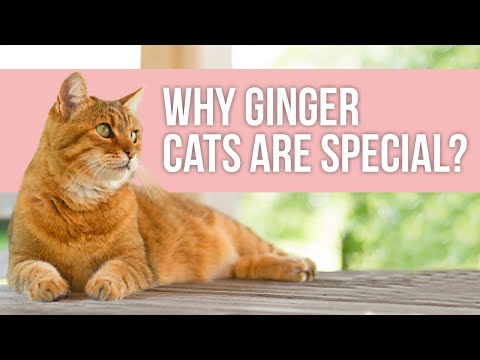 Why Ginger Cats are Special?