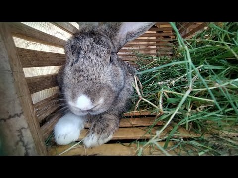 Kelinciku | Lagu Anak Indonesia Populer