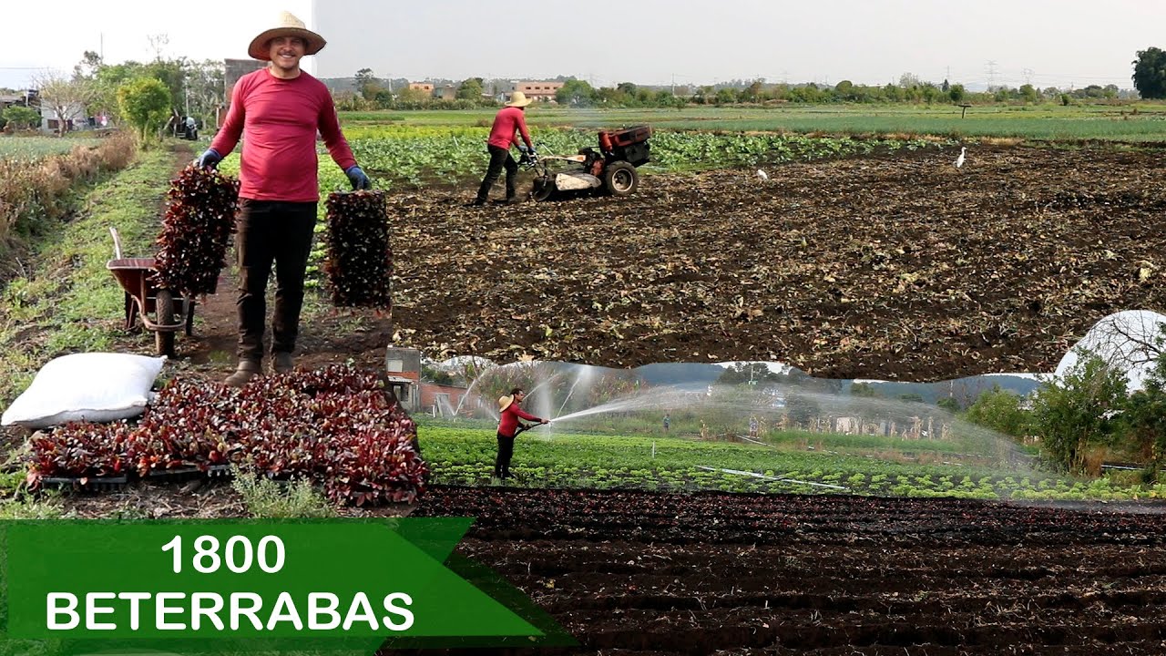 PLANTEI 1800 MUDAS DE BETERRABAS SOZINHO | AGRICULTURA FAMILIAR