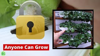 Thumbnail for video: The Secret to Hydroponics Revealed, Kratky Method, Easy DIY hydroponic growing