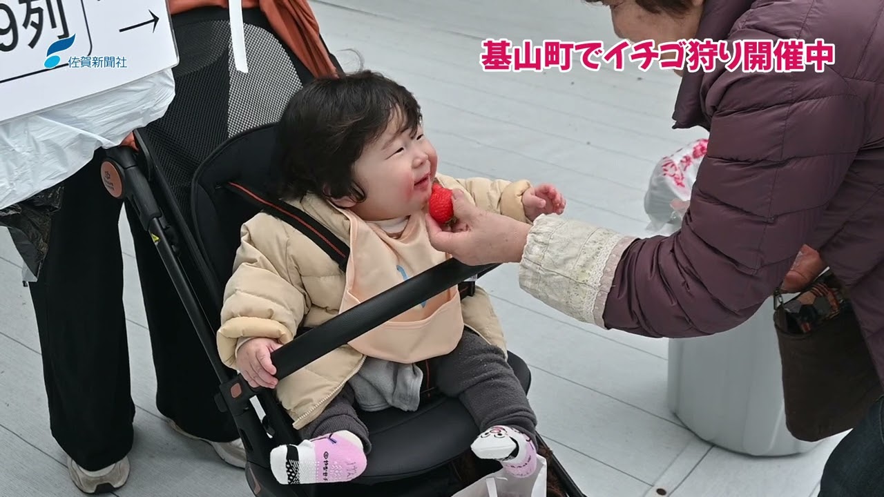 基山町でイチゴ狩り開催中（2026年3月23日）