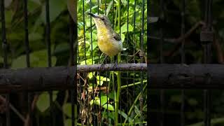 Download lagu sogon betina gacor#pancingansogonjantanmacetbunyi# mp3