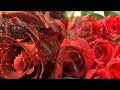 Armik - Red roses