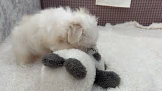 マルチーズの動画01