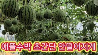 양파망으로 애플수박 초간단 안떤어지게 하는방법~잘익은수박 고르는법 애플수박 재배방법 키우기,순지르기,솔림농원…