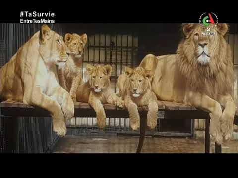 Brise d'Été - Émission du 15 août 2020