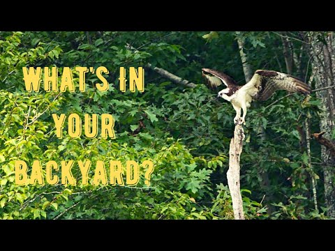 Osprey Returning From The Hunt - Wildlife Photography In Your Backyard