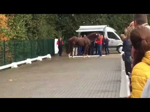 Esquire Sichtung Westfalen-Körung Handorf