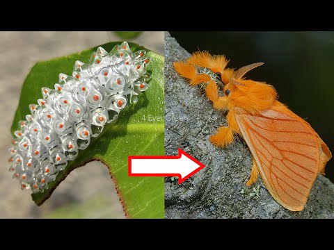 image-Are all caterpillars poisonous?