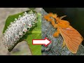 10 Amazing Caterpillars To Moths Butterflies Transformations