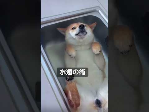 水遁の術に閉じ込められた犬#shorts