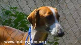 Caravan Hound, India  