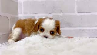 キャバリアの動画01