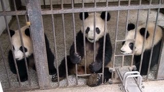 preview picture of video 'Panda Cubs at Bifengxia　子 パンダ 雅安 碧峰峡 四川省'