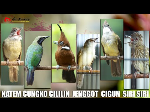 KAPAS TEMBAK _ CUNGKO _ SIRI SIRI _ JENGGOT _ CILILIN _ CIGUN | AUDIO KUALITAS HD | JEDA 15 DETIK