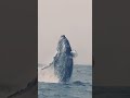 Whale Jumping Out Of Water From Nowhere