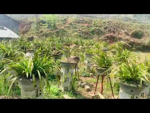 Đất nền Sapa đón sóng sân bay Sapa, cao tốc Lào Cai-Sapa