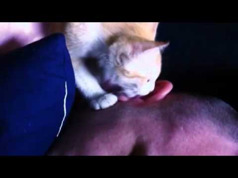Cat licking ear