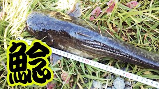 鯰を釣りに行ったけど釣れなかったので鯉釣りに切り替えたら鯰も釣れた