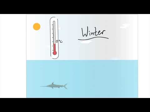 Natur und Technik: Warum erfrieren Fische im Winter nicht - Die Anomalie des Wassers