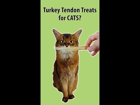 Want All Natural Cat Treats? Summer Loves Turkey Tendon Chews! #shorts