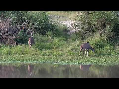 Djuma: Kudus feeding - 15:58 - 03/30/21