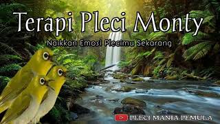 Download lagu Terapi Pleci Monty 'Ampuh Cepat Bongkar Materi' mp3 Download lagu Terapi Pleci Monty 'Ampuh Cepat Bongkar Materi' mp3