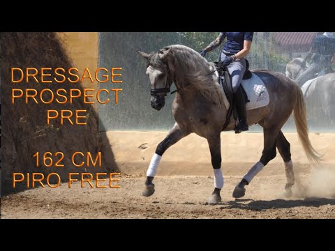 SOLD TO USA !!!  Grey PRE Horse piro free with quality for dressage