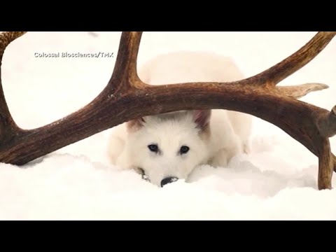 Montanans react to genetically modified born dire wolves