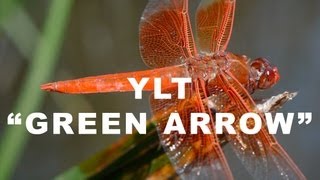 DRAGONFLY MACRO to YO LA TENGO - GREEN ARROW