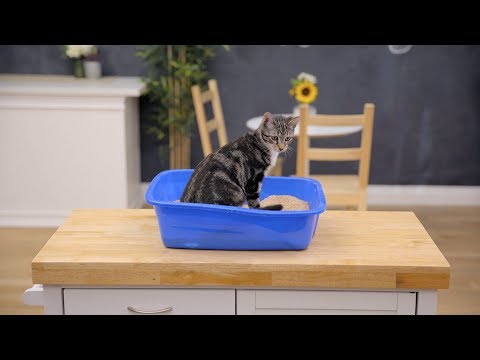 download lagu mp3 mp4 Swheat Scoop, download lagu Swheat Scoop gratis, unduh video klip Swheat Scoop